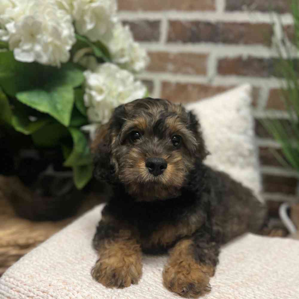 Male Cockapoo puppy for sale at Shake A Paw Green Brook.