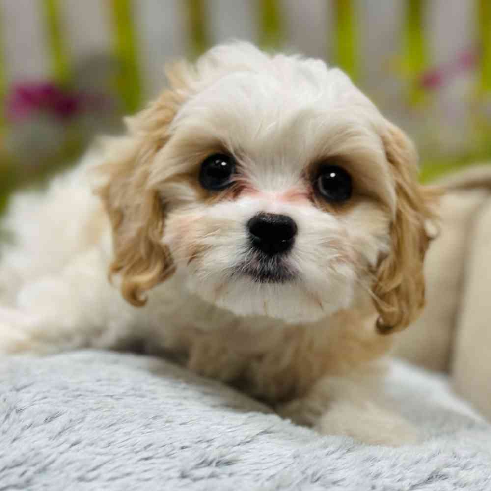 Male Cavachon puppy for sale at Shake A Paw Union.