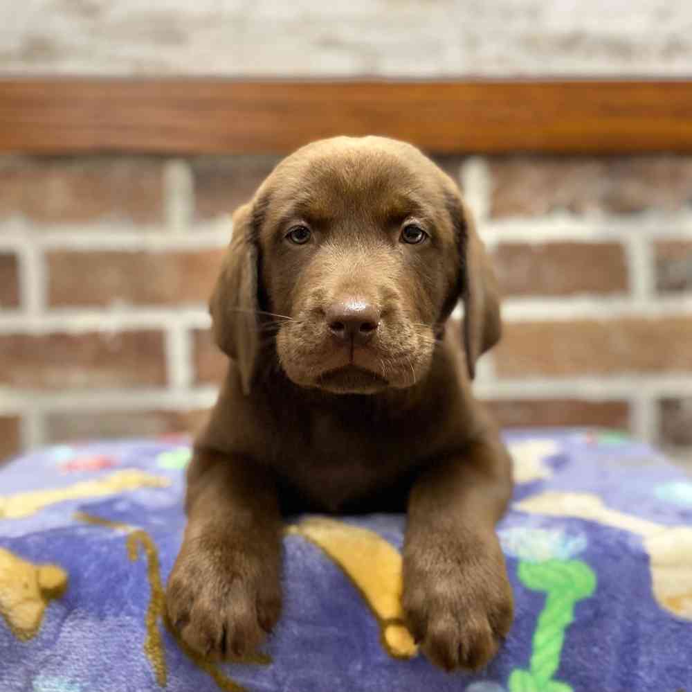 Female Labrador Retriever puppy for sale at Shake A Paw Green Brook.