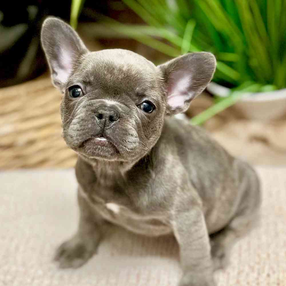 Female French Bulldog puppy for sale at Shake A Paw Green Brook.