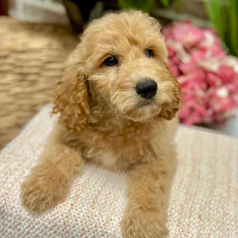 Female Mini Goldendoodle puppy for sale at Shake A Paw Green Brook.