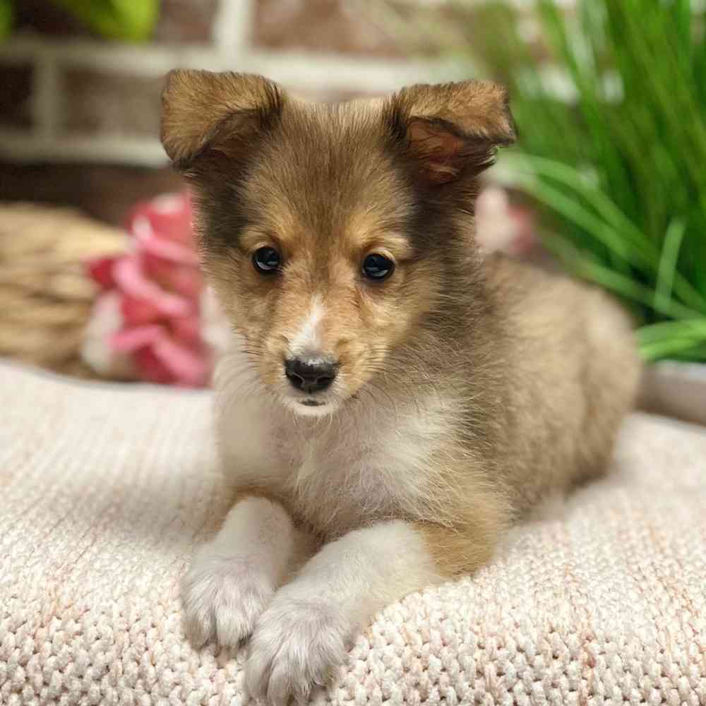 Male Shetland Sheepdog puppy for sale at Shake A Paw Green Brook.