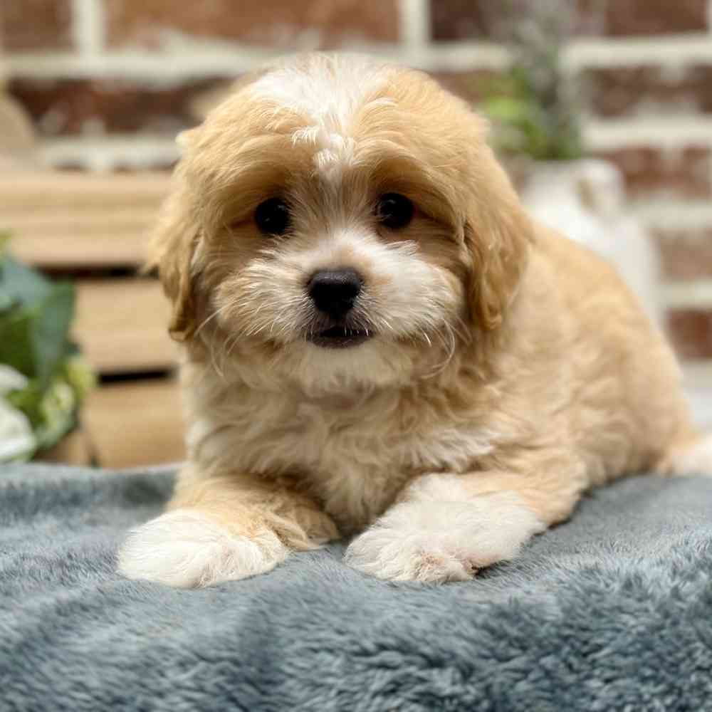 Male Pekingese / Poodle puppy for sale at Shake A Paw Union.