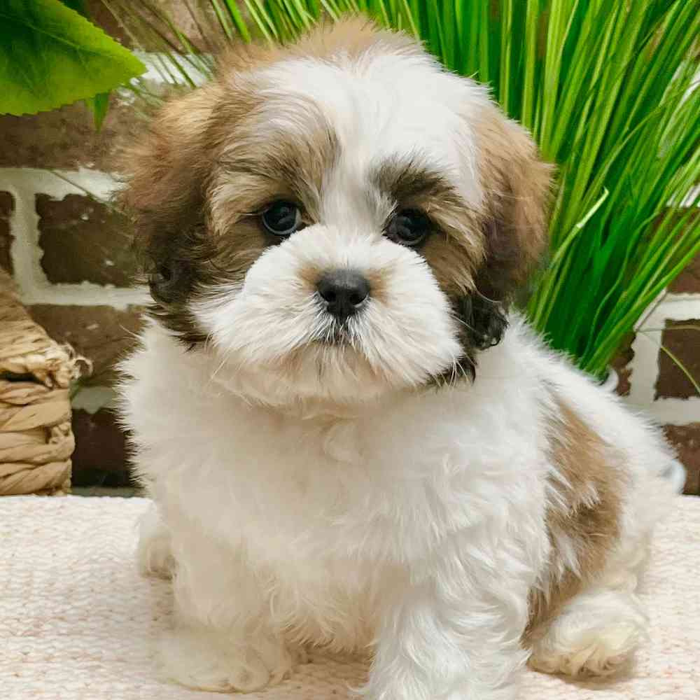Female Lhasa Apso puppy for sale at Shake A Paw Green Brook.