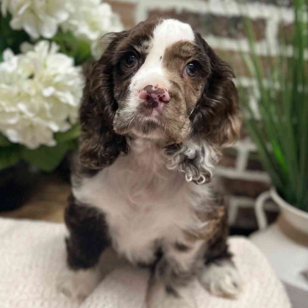 Female Cocker Spaniel puppy for sale at Shake A Paw Green Brook.