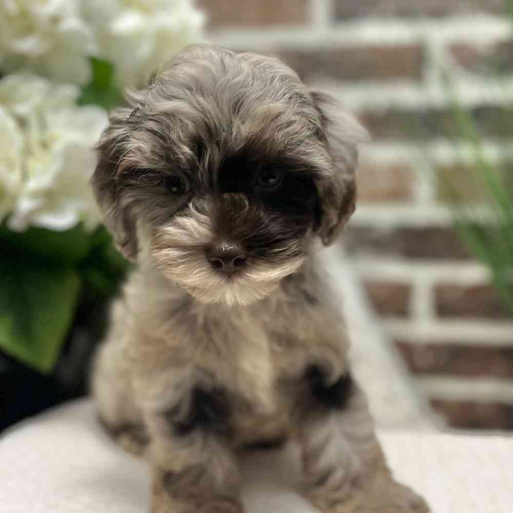 Female Cockapoo 2Nd Gen puppy for sale at Shake A Paw Green Brook.