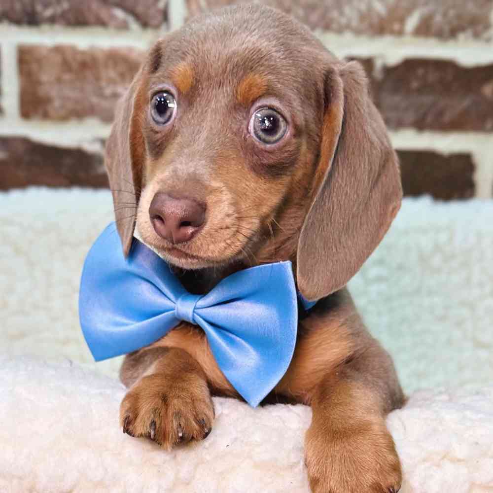 Male Dachshund puppy for sale at Shake A Paw Union.
