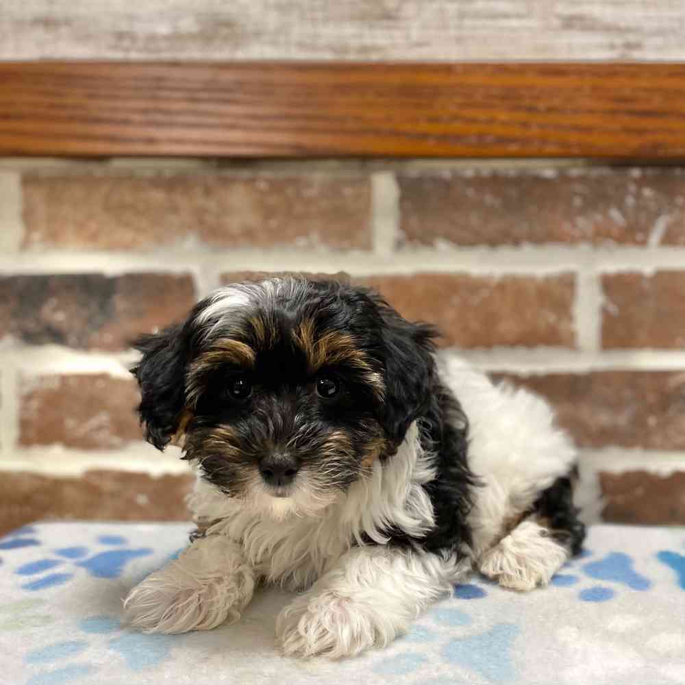 Male Yorkie / Poodle puppy for sale at Shake A Paw Green Brook.
