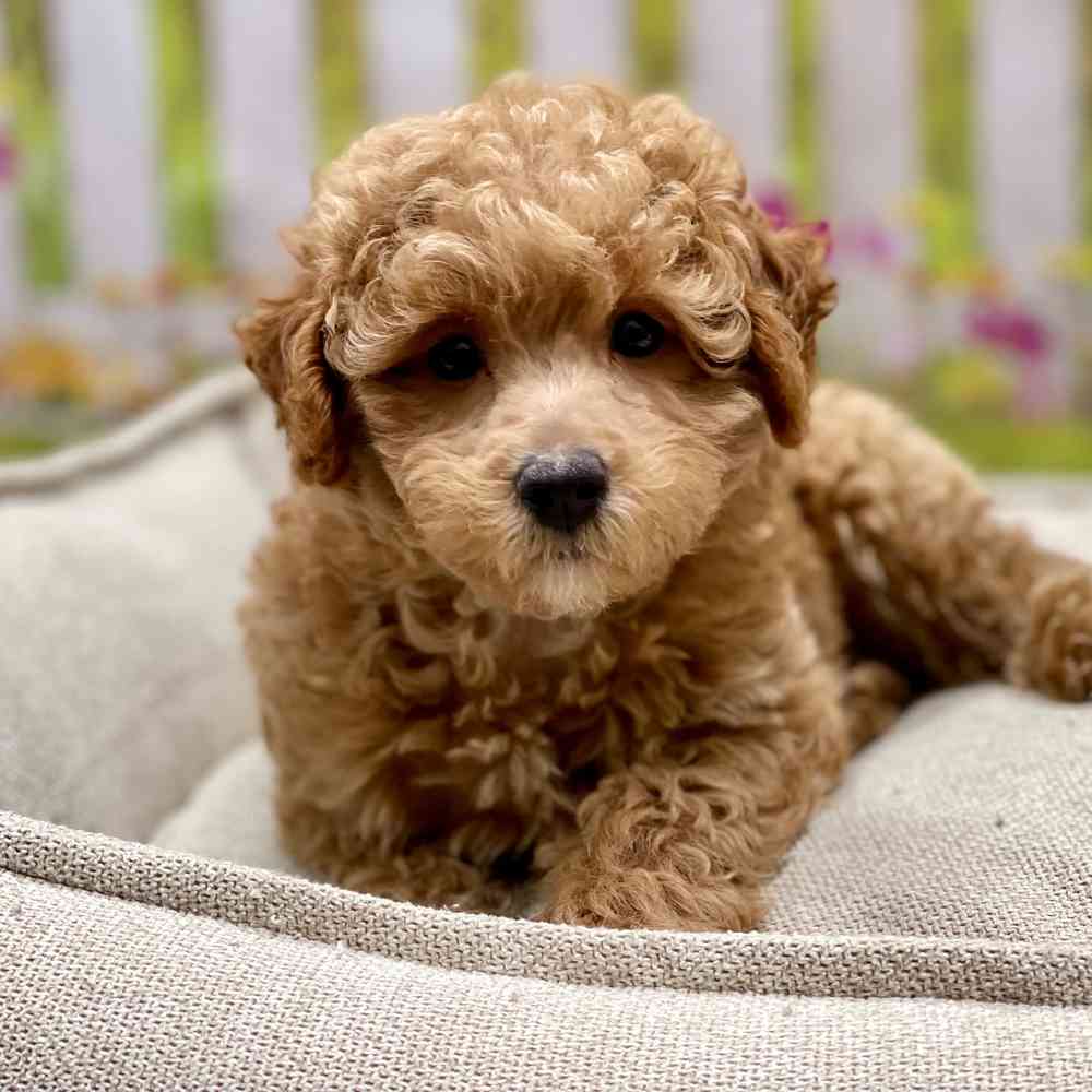 Male Poodle puppy for sale at Shake A Paw Union.