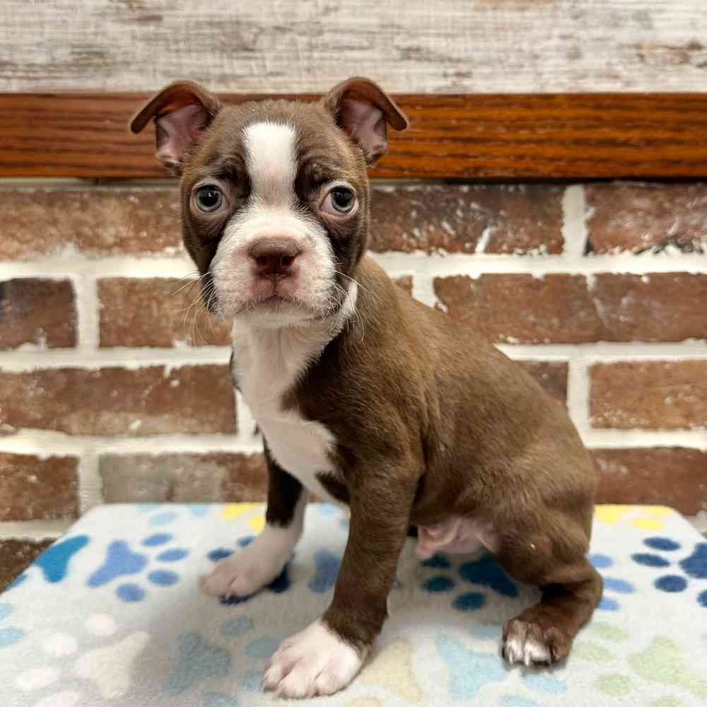 Male Boston Terrier puppy for sale at Shake A Paw Green Brook.