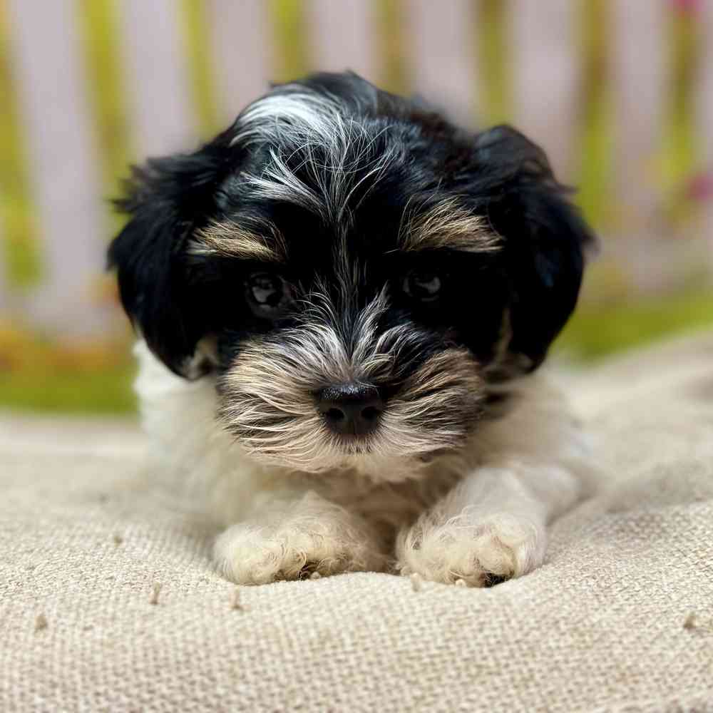 Male Havanese puppy for sale at Shake A Paw Union.