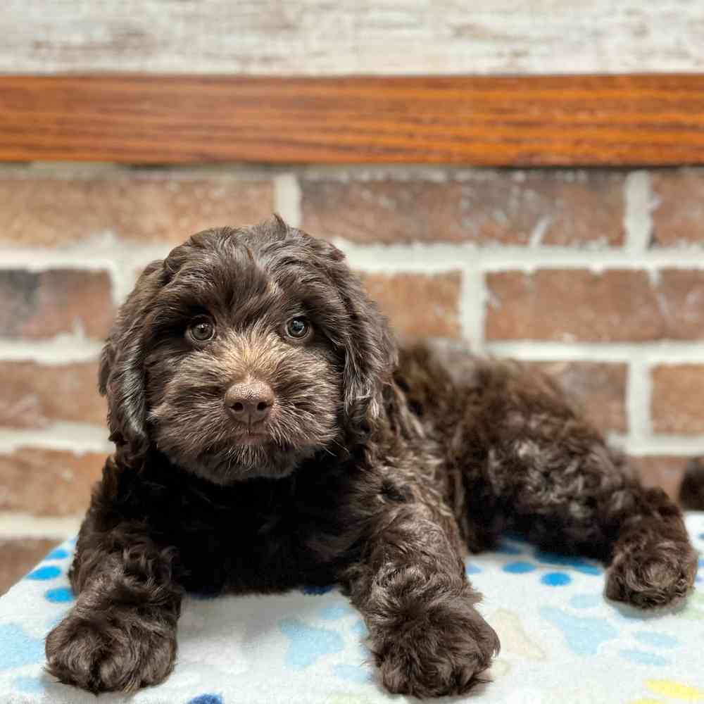 Male Mini Labradoodle 2Nd Gen puppy for sale at Shake A Paw Green Brook.