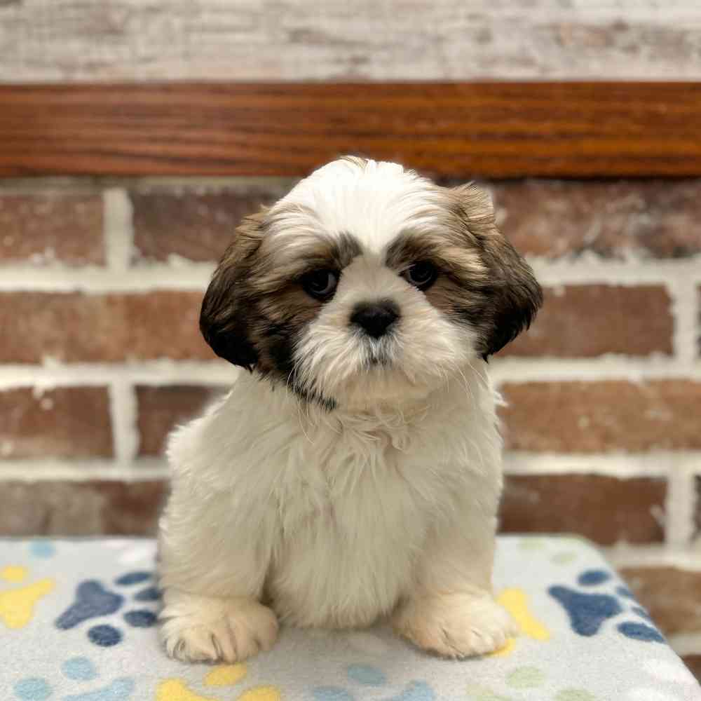 Female Shih Tzu puppy for sale at Shake A Paw Green Brook.