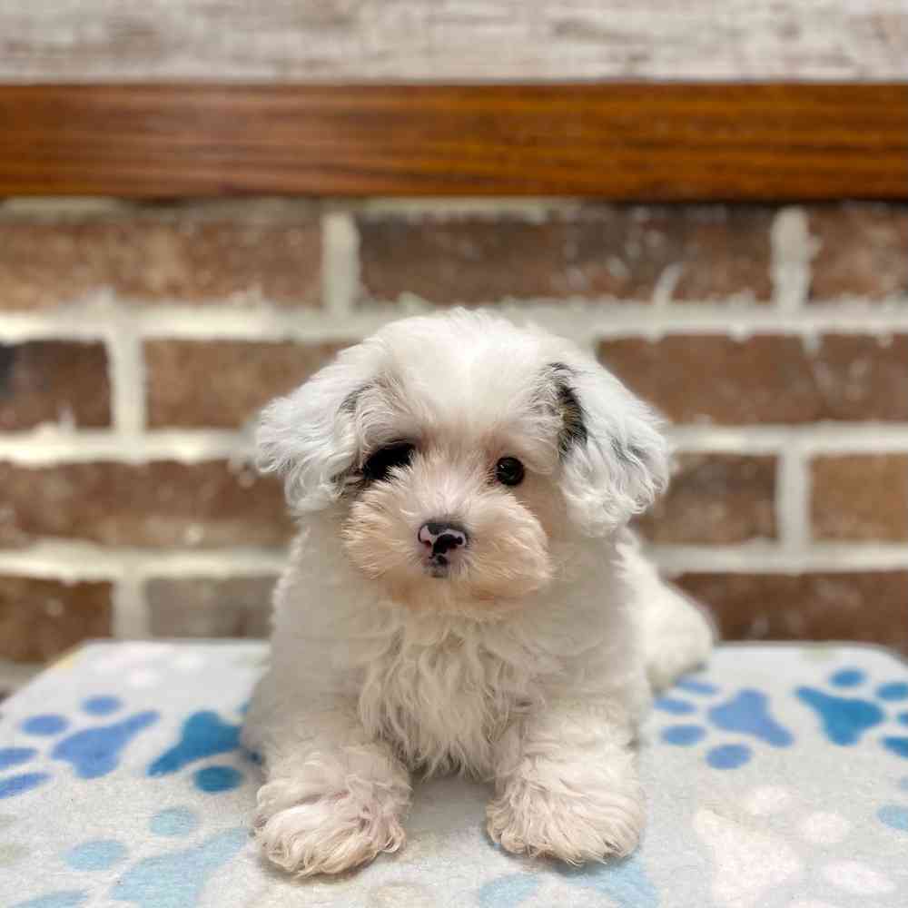 Male Yorkie / Poodle puppy for sale at Shake A Paw Green Brook.