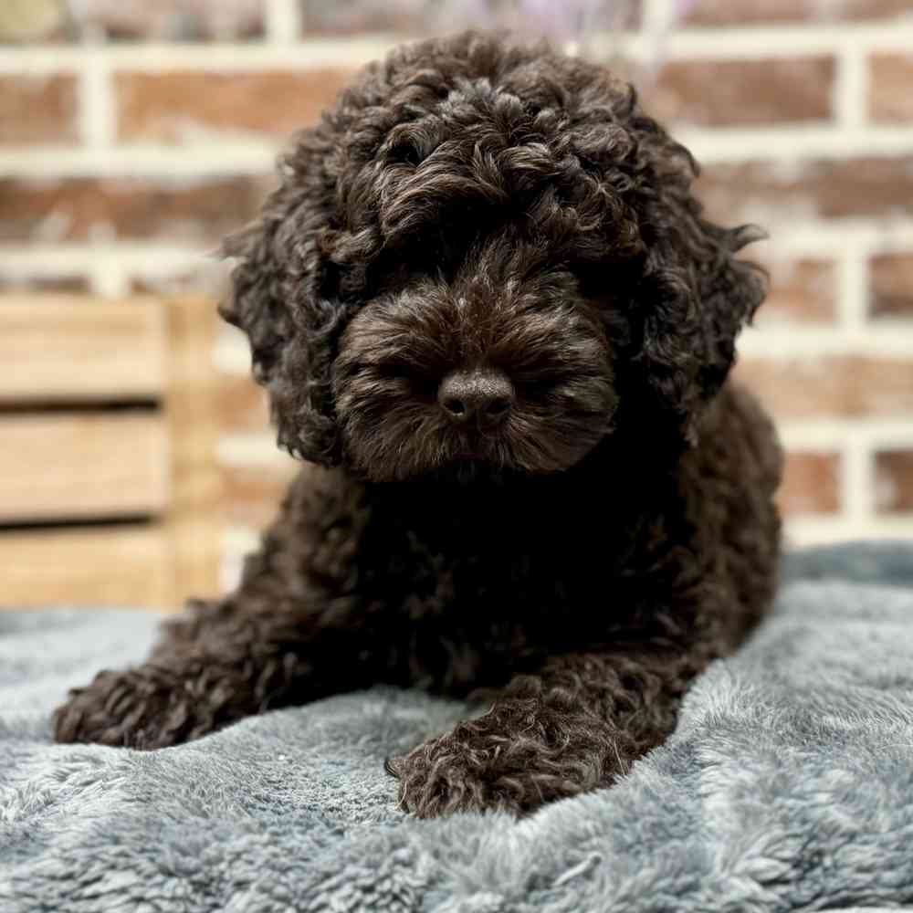 Male Mini Labradoodle 2Nd Gen puppy for sale at Shake A Paw Union.