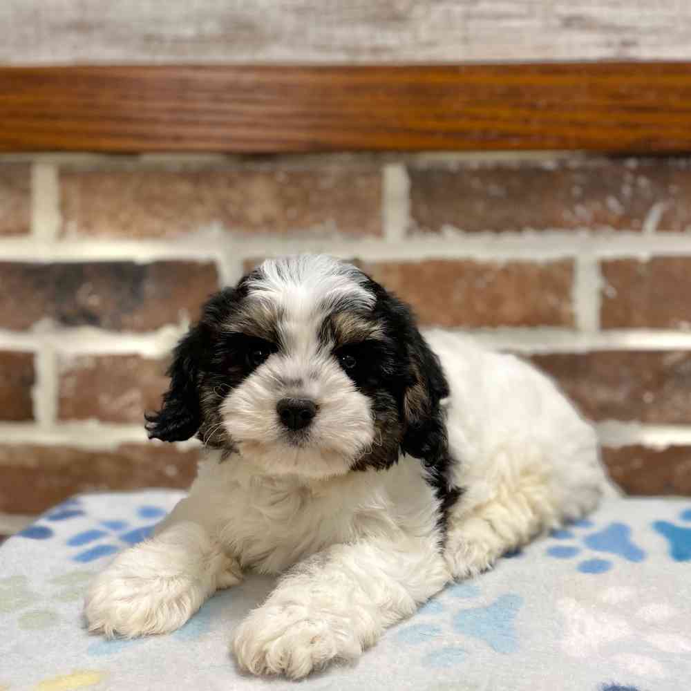 Male Cavachon puppy for sale at Shake A Paw Green Brook.