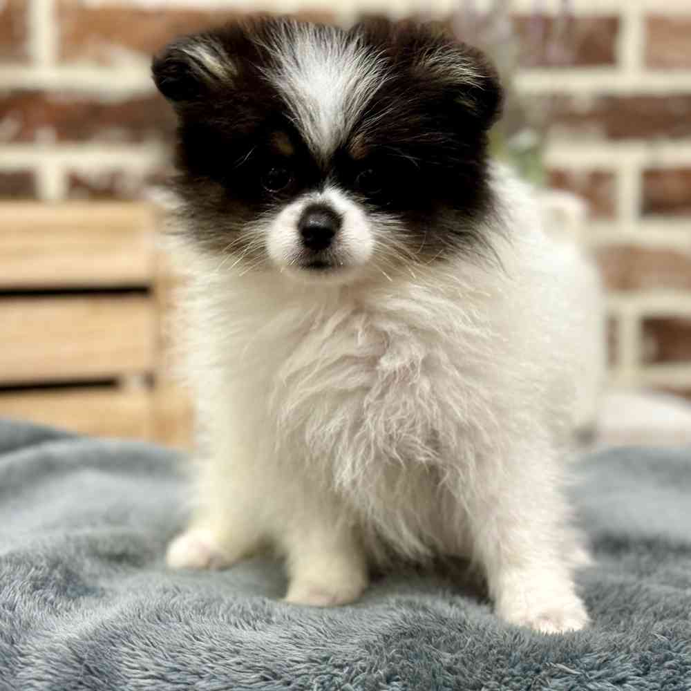 Female Pomeranian puppy for sale at Shake A Paw Union.
