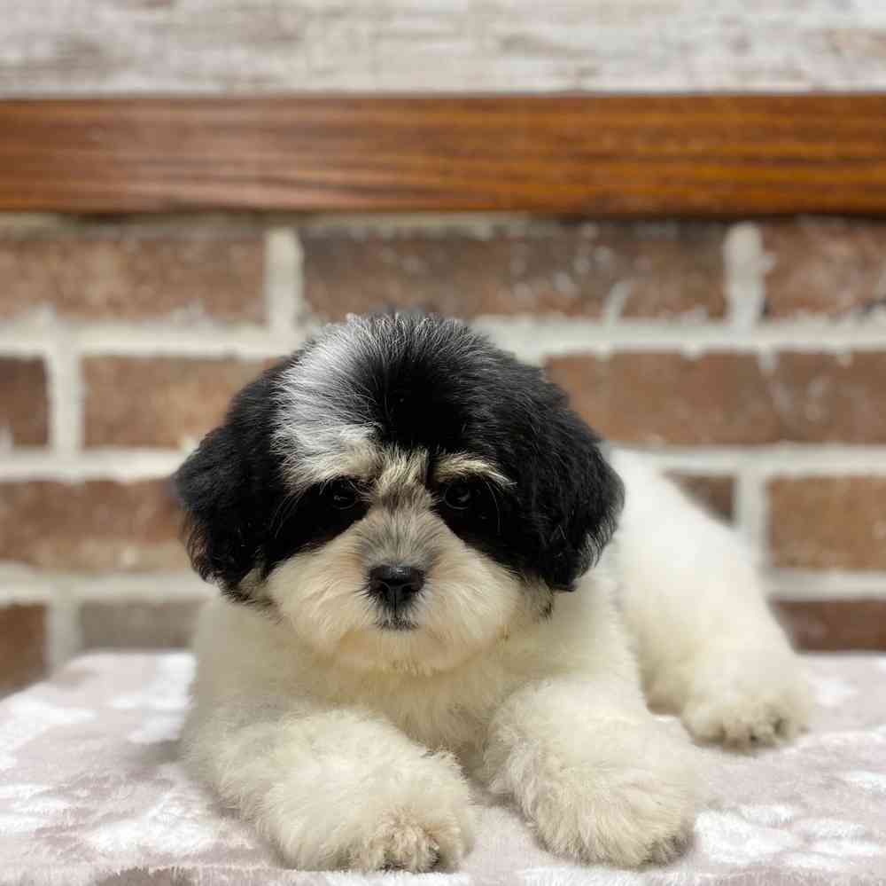 Female Shih Tzu / Bichon puppy for sale at Shake A Paw Green Brook.