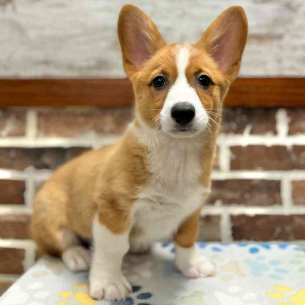 Male Pembroke Welsh Corgi puppy for sale at Shake A Paw Green Brook.