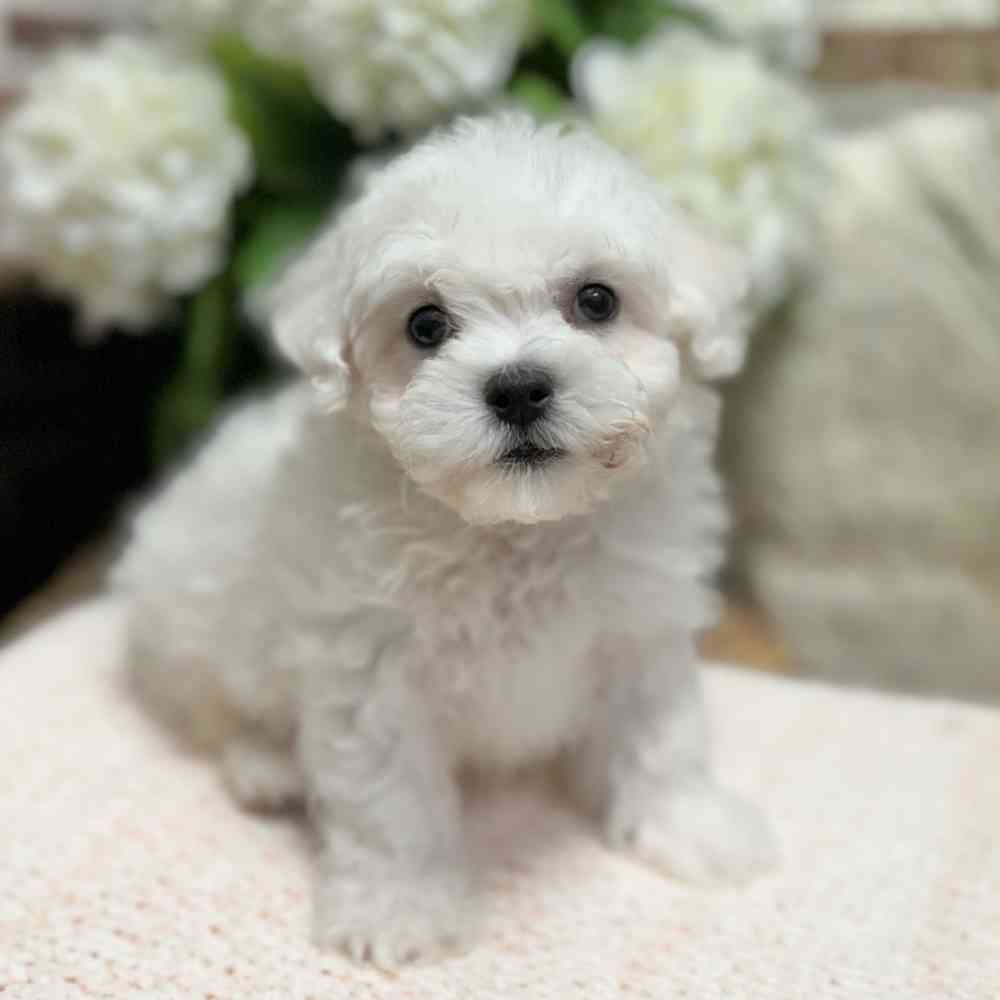 Male Bichon Frise puppy for sale at Shake A Paw Green Brook.