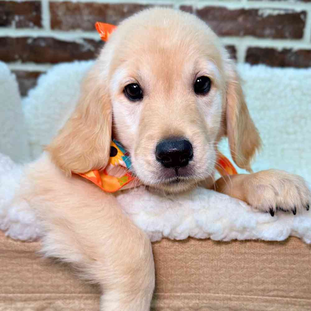 Male Golden Retriever puppy for sale at Shake A Paw Union.