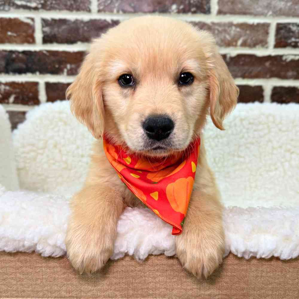 Male Golden Retriever puppy for sale at Shake A Paw Union.