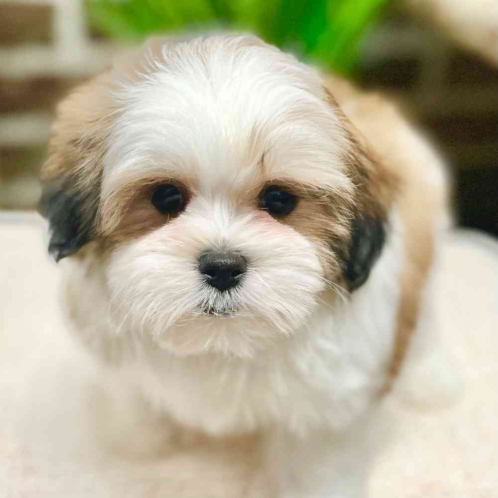 Male Maltese / Shih Tzu puppy for sale at Shake A Paw Green Brook.