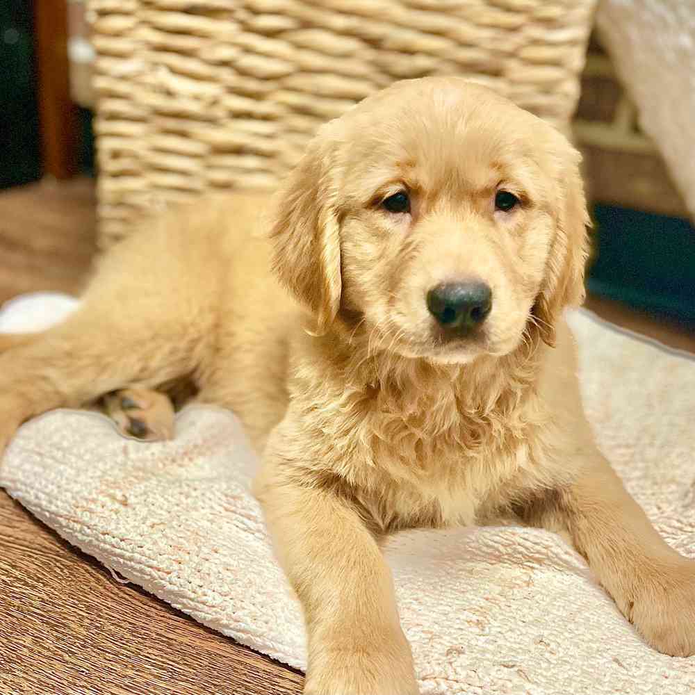 Male Golden Retriever puppy for sale at Shake A Paw Green Brook.