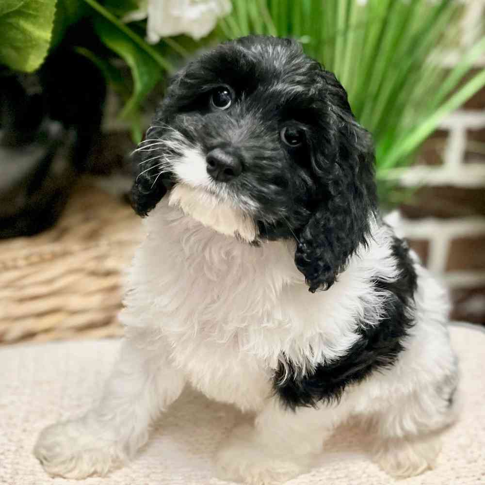 Female Cockapoo puppy for sale at Shake A Paw Green Brook.