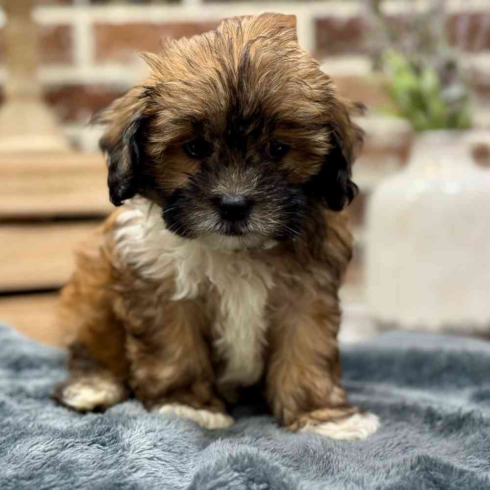 Male Shih Tzu / Poodle puppy for sale at Shake A Paw Union.