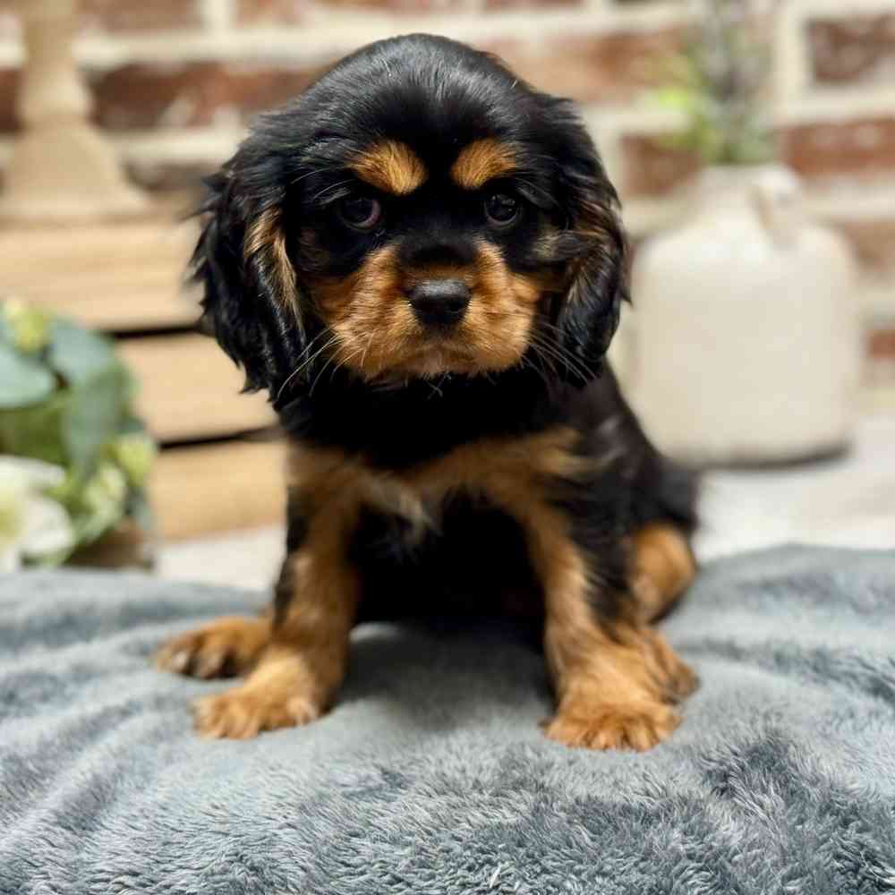 Female Cavalier King Charles Spaniel puppy for sale at Shake A Paw Union.