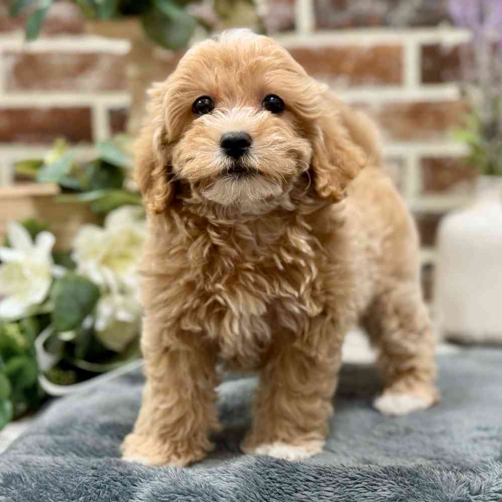 Female Maltipoo puppy for sale at Shake A Paw Union.