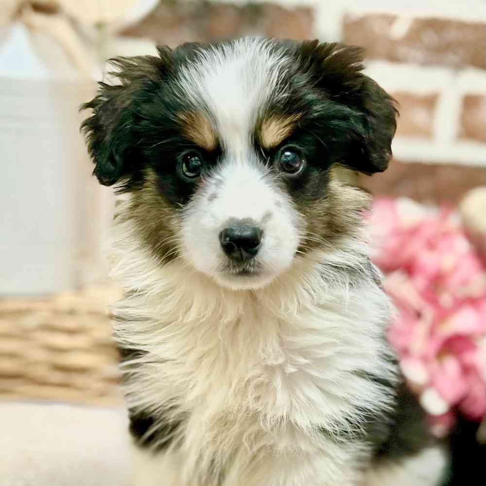 Female Mini Australian Shepherd puppy for sale at Shake A Paw Green Brook.
