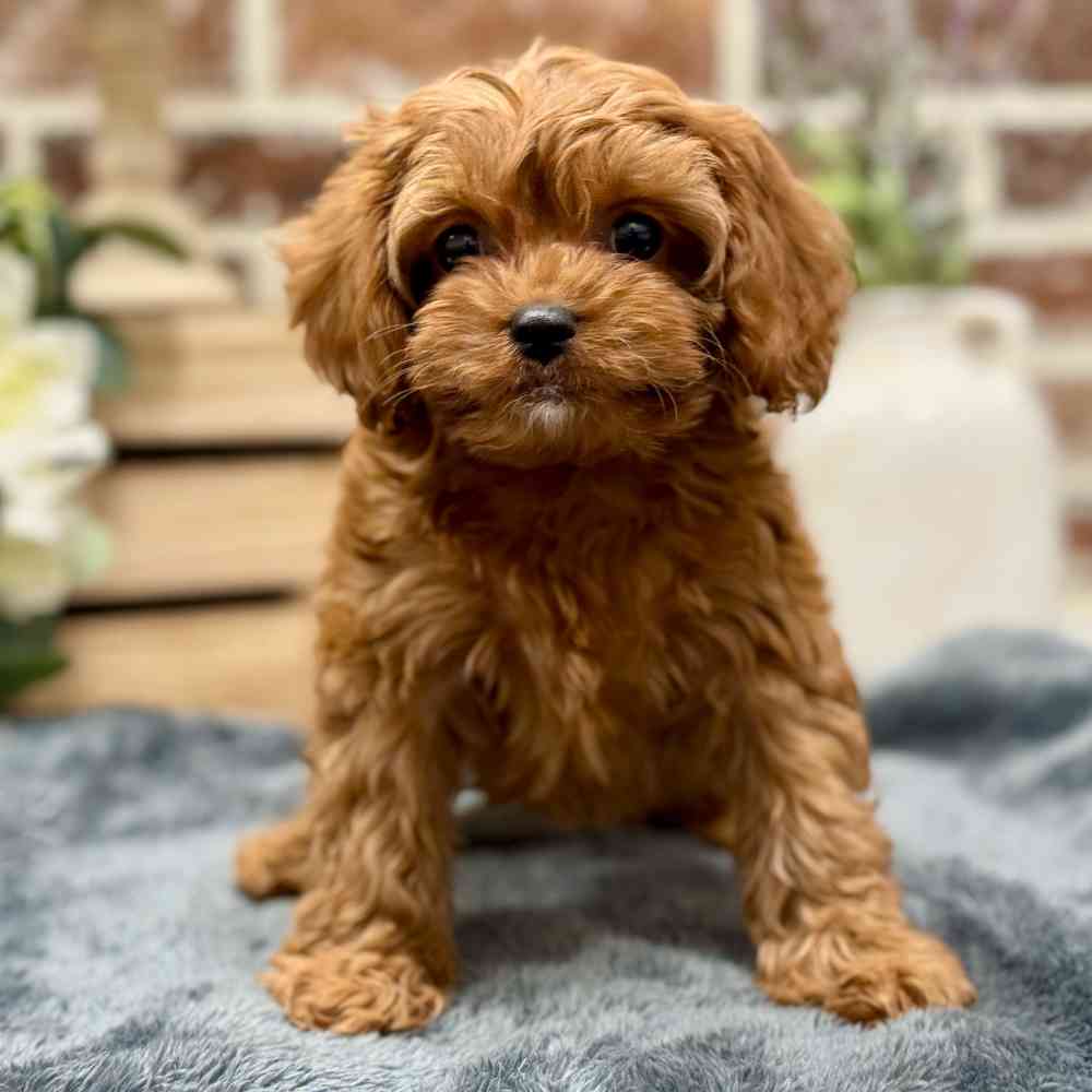 Female Cavapoo puppy for sale at Shake A Paw Union.