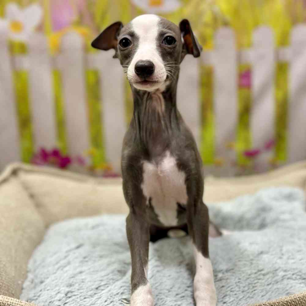 Female Italian Greyhound puppy for sale at Shake A Paw Union.