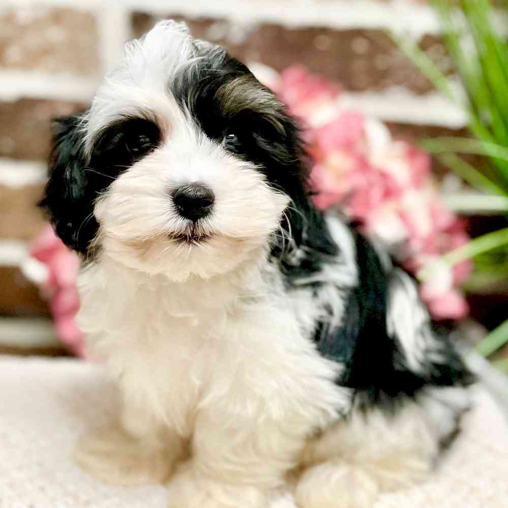 Male Havanese puppy for sale at Shake A Paw Green Brook.