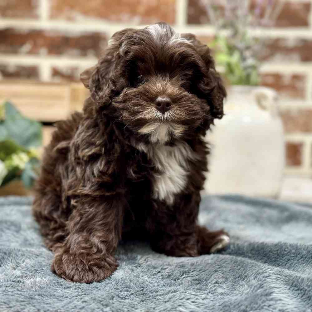Female Mini Newfy-Poo 2Nd Gen puppy for sale at Shake A Paw Union.