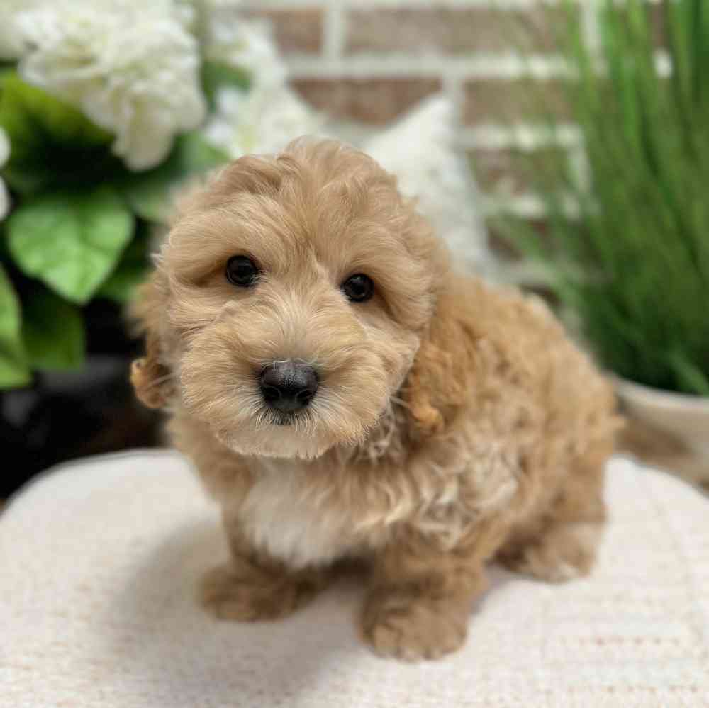 Male Maltipoo puppy for sale at Shake A Paw Green Brook.