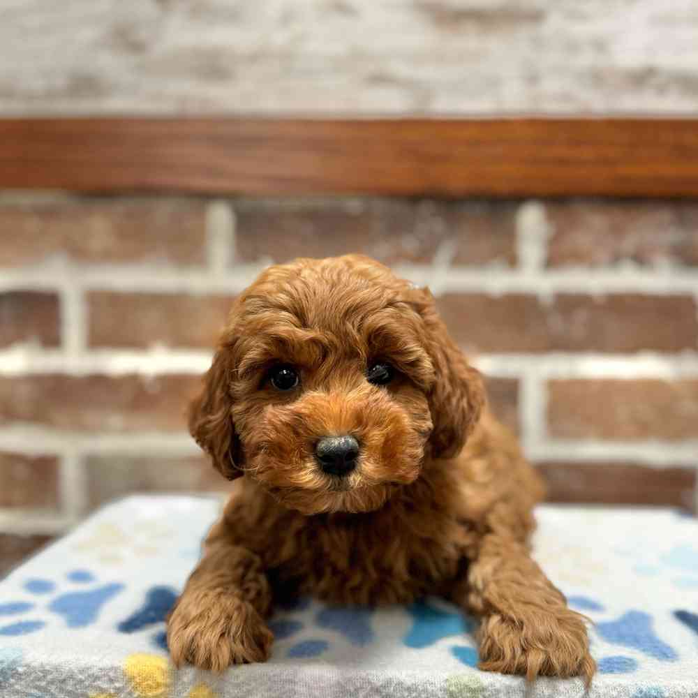 Male Poodle puppy for sale at Shake A Paw Green Brook.