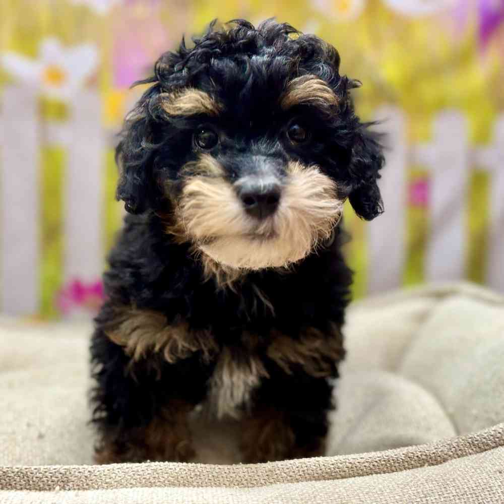 Male Havanese / Poodle puppy for sale at Shake A Paw Union.