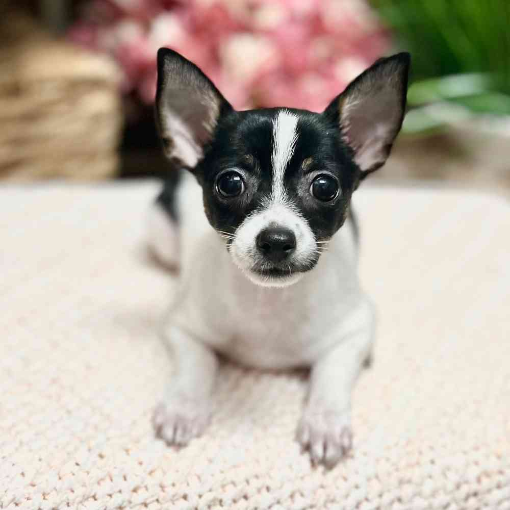Female Chihuahua puppy for sale at Shake A Paw Green Brook.