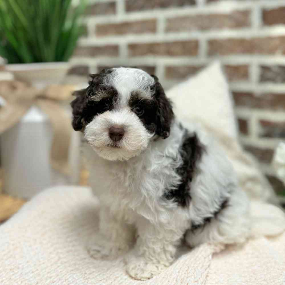 Female Havanese / Poodle puppy for sale at Shake A Paw Green Brook.