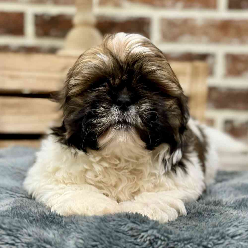 Female Shih Tzu puppy for sale at Shake A Paw Union.