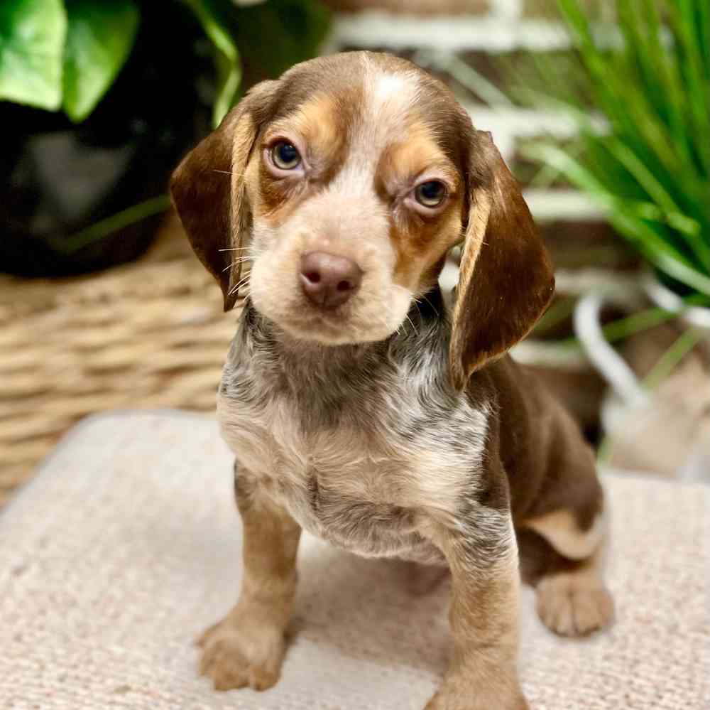 Male Beagle puppy for sale at Shake A Paw Green Brook.