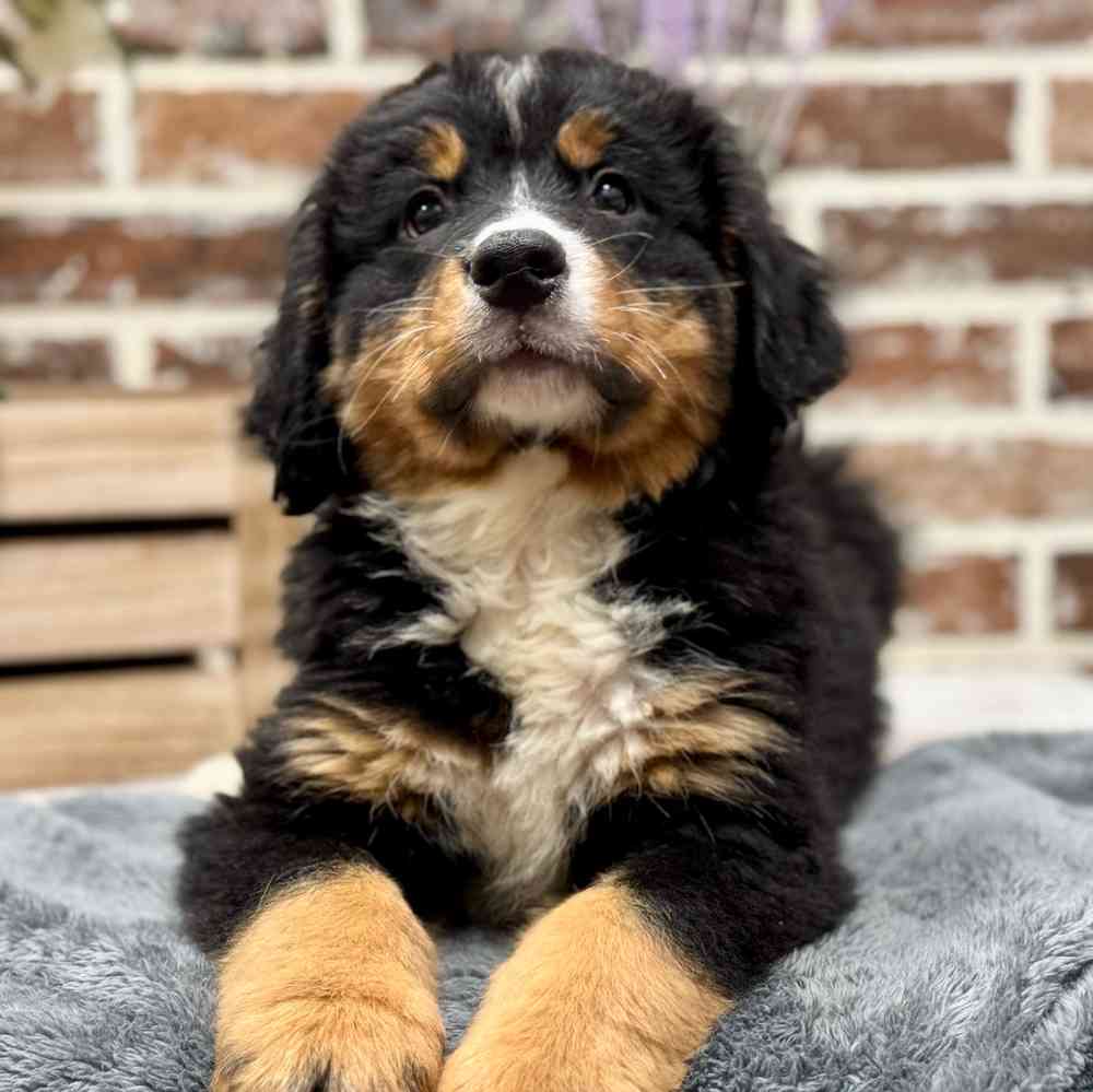 Male Bernese Mountain Dog puppy for sale at Shake A Paw Union.