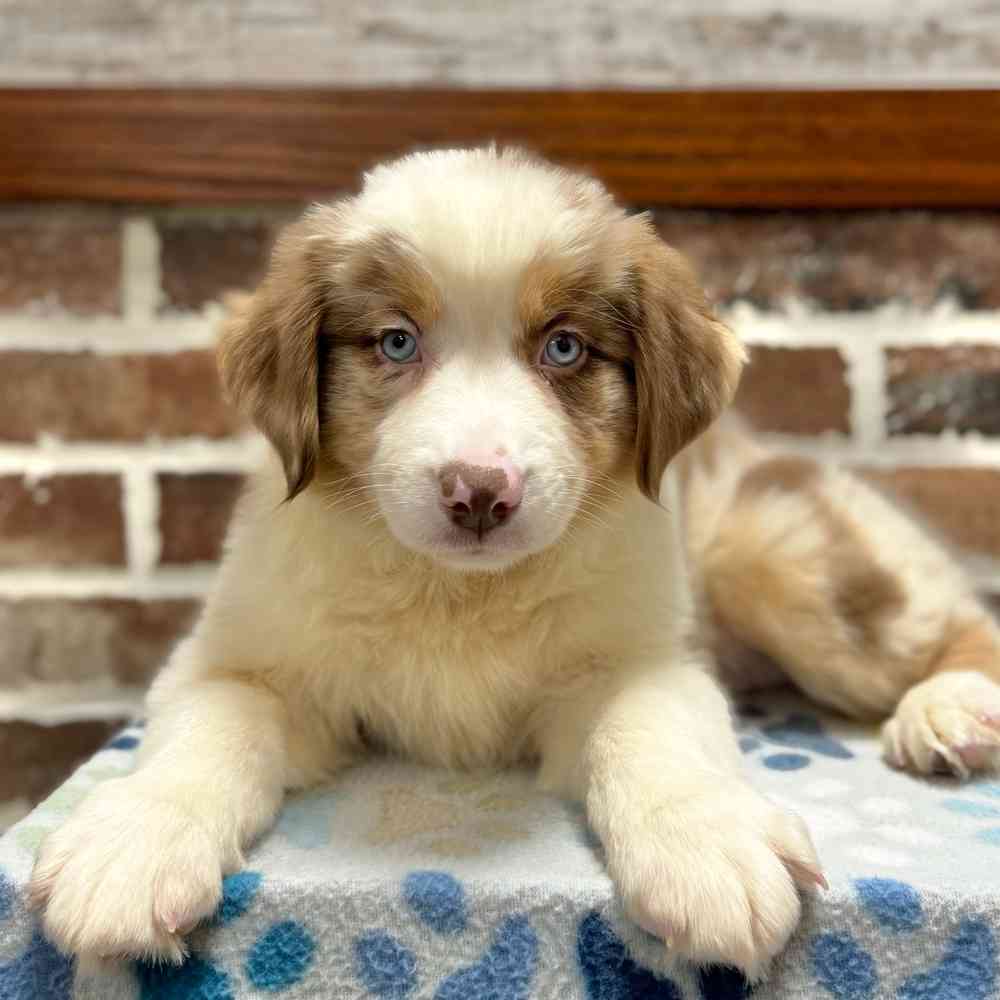 Female Australian Shepherd puppy for sale at Shake A Paw Green Brook.