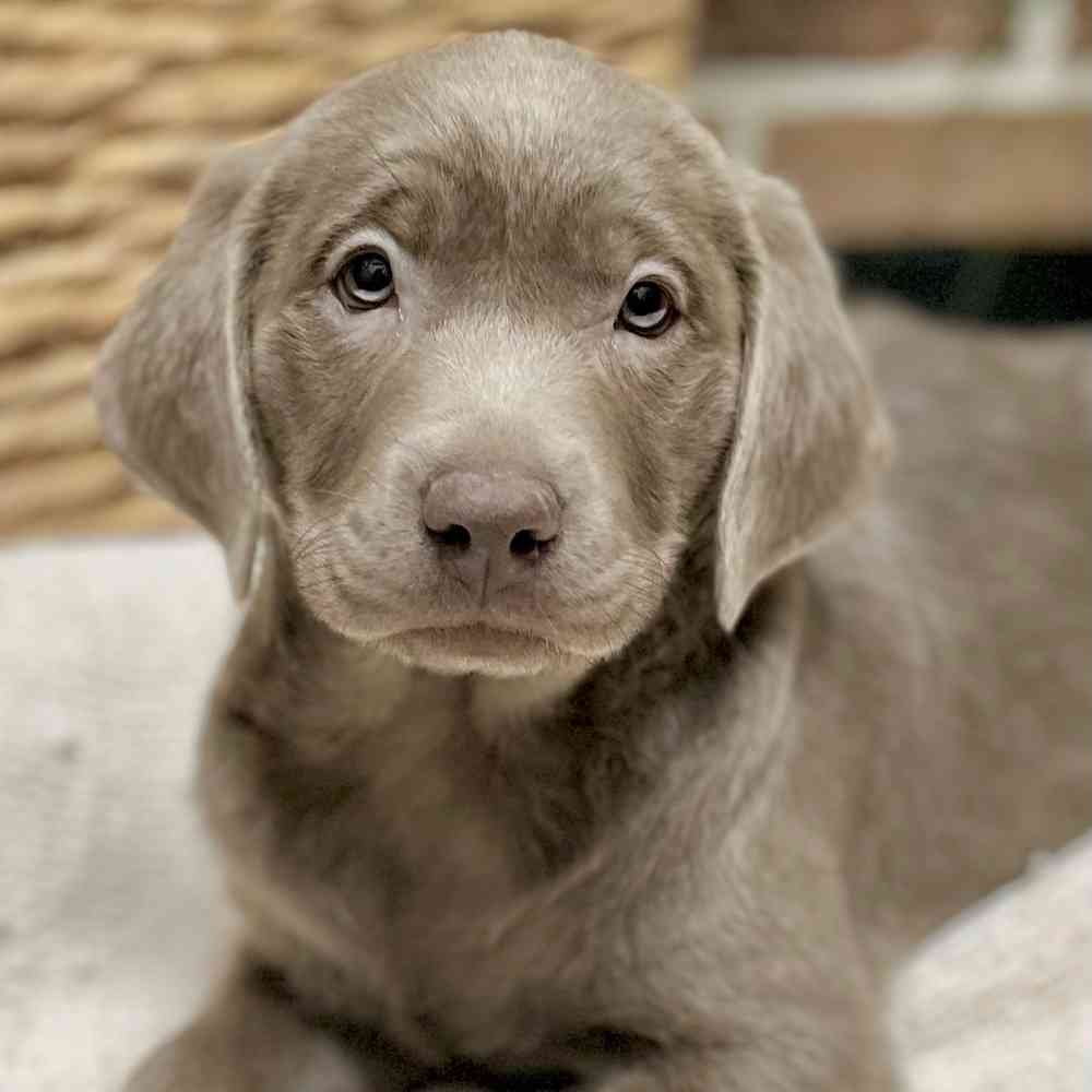 Female Labrador Retriever puppy for sale at Shake A Paw Green Brook.