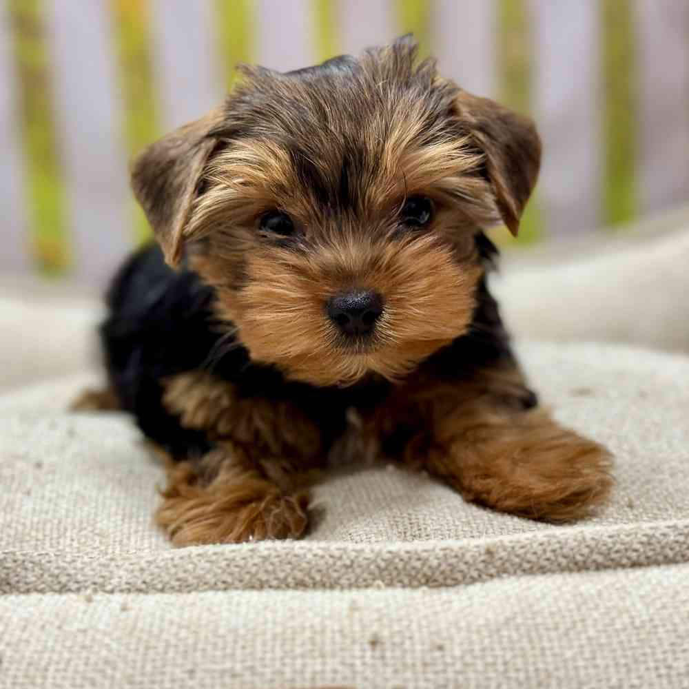 Male Yorkshire Terrier puppy for sale at Shake A Paw Union.