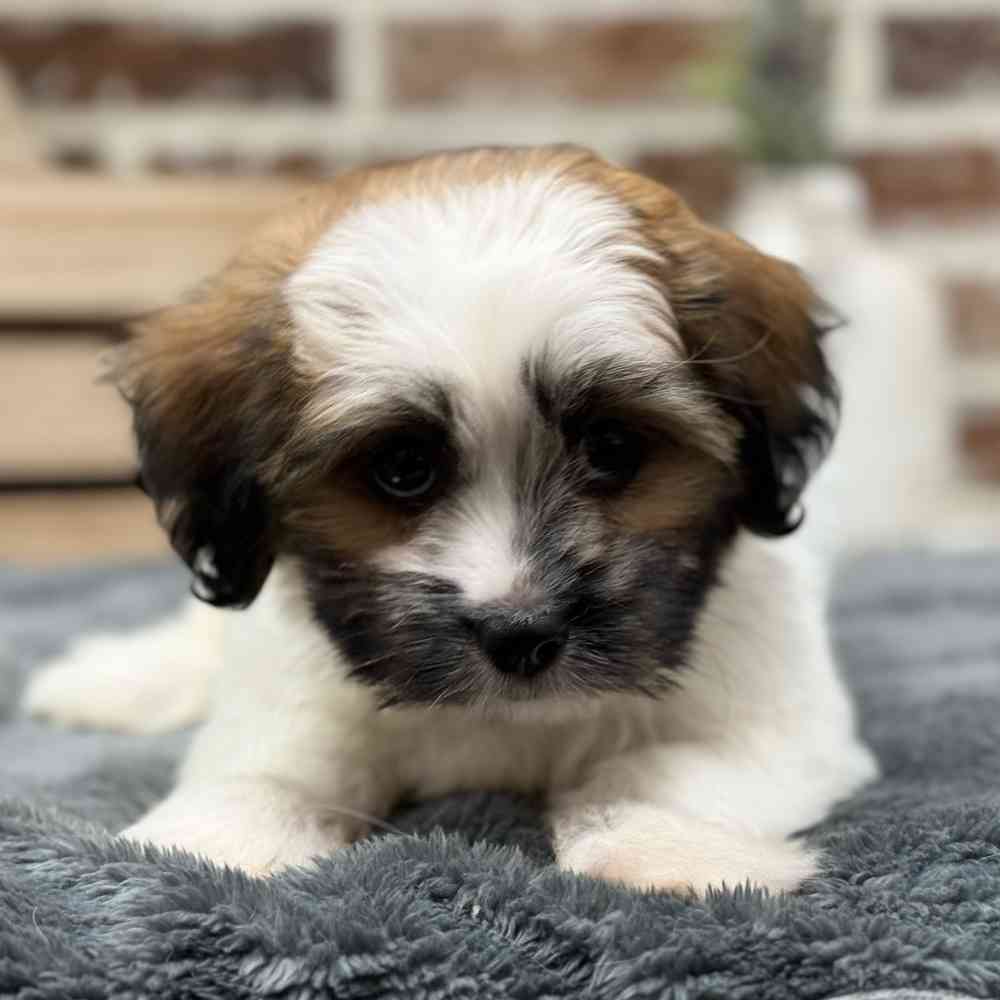 Male Havanese / Shih Tzu puppy for sale at Shake A Paw Union.