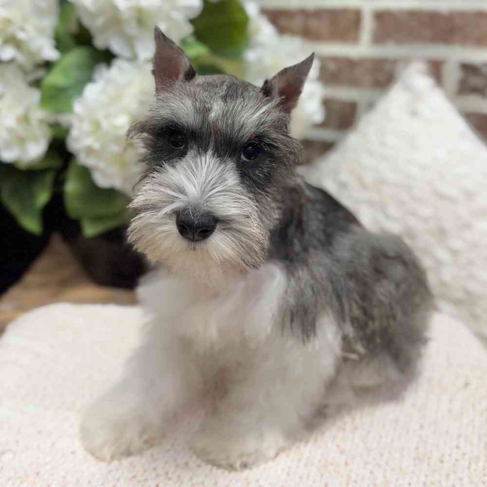 Male Mini Schnauzer puppy for sale at Shake A Paw Green Brook.